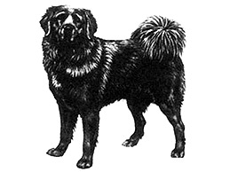 Dog Images
