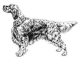 Dog Images
