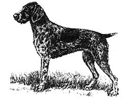 Dog Images