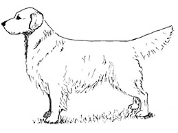 Dog Images
