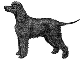 Dog Images