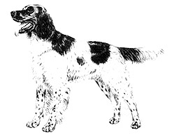 Dog Images