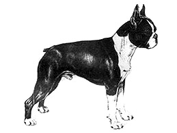 Dog Images