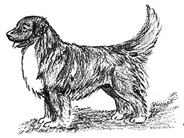 Dog Images