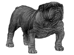 Dog Images