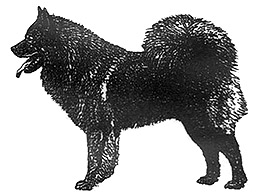 Dog Images