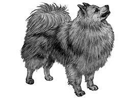 Dog Images
