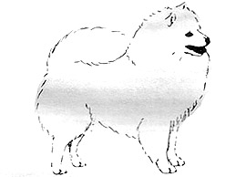 Dog Images