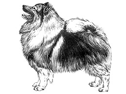 Dog Images