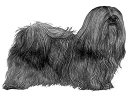 Dog Images