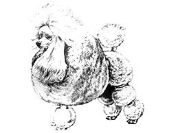 Dog Images