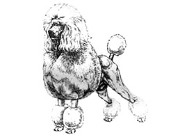 Dog Images