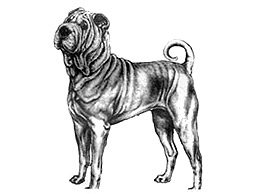 Dog Images