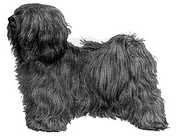 Dog Images
