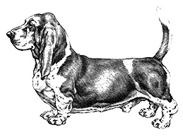 Dog Images