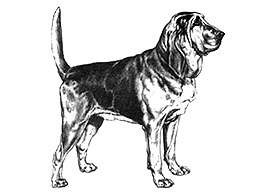 Dog Images