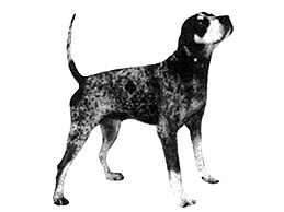 Dog Images