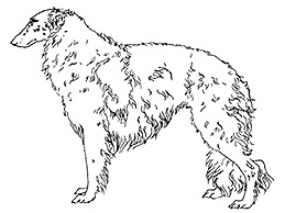 Dog Images