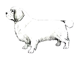 Dog Images
