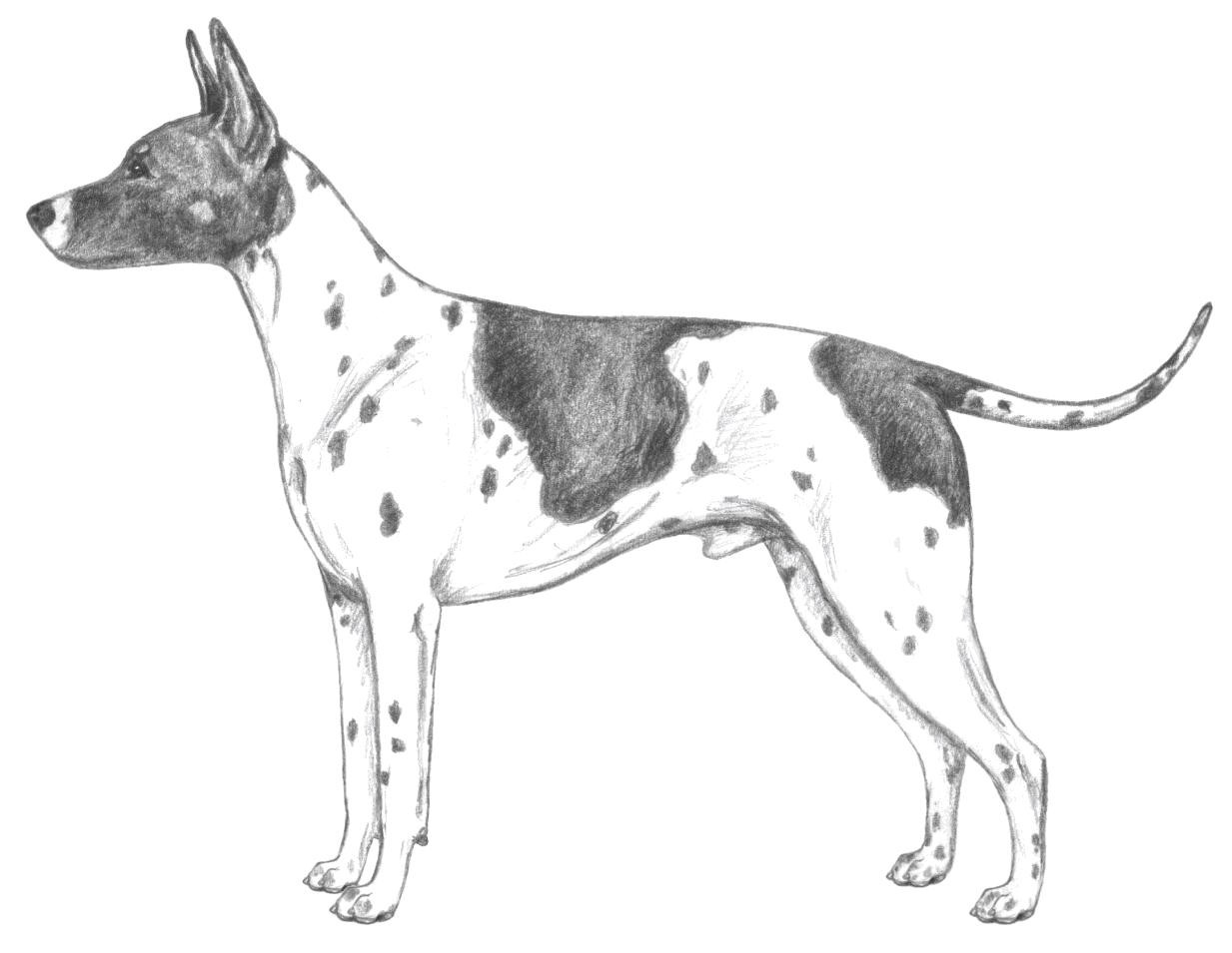 Dog Images