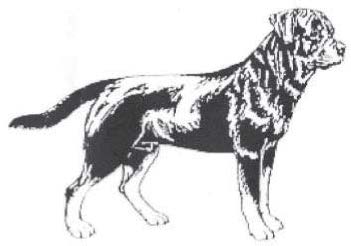 Dog Images
