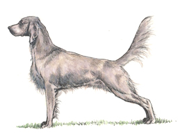 Dog Images