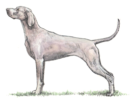 Dog Images