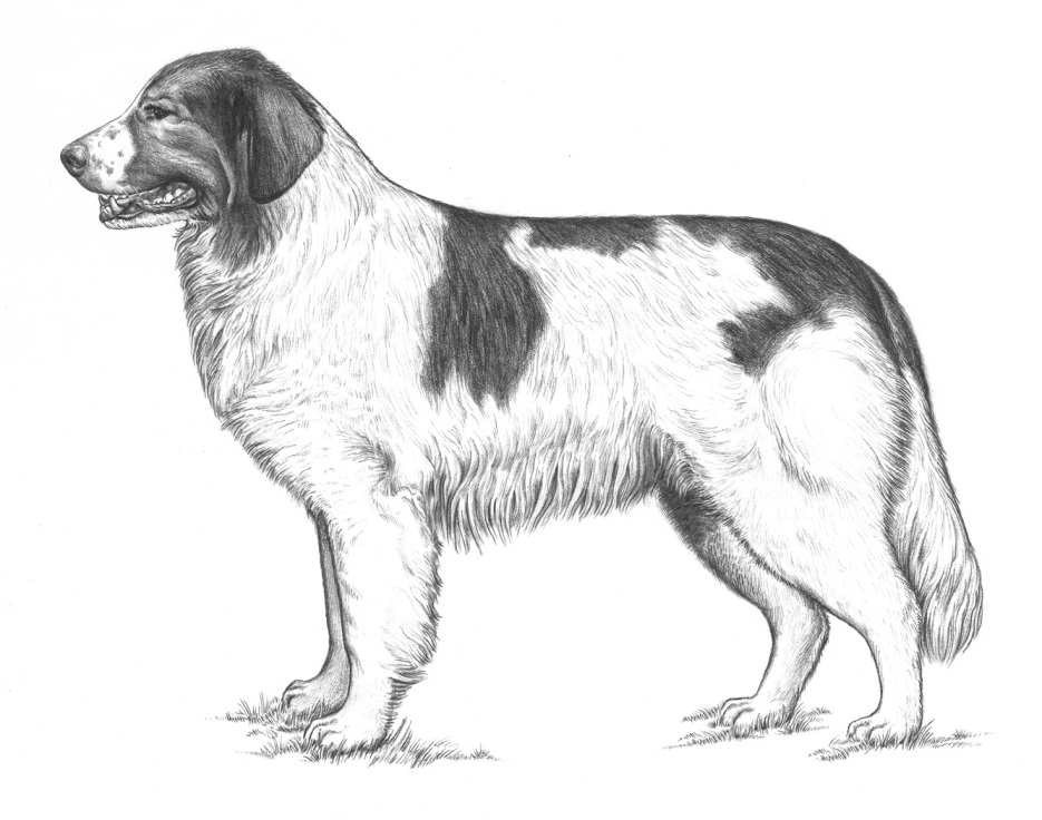 Dog Images