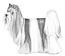Dog Images