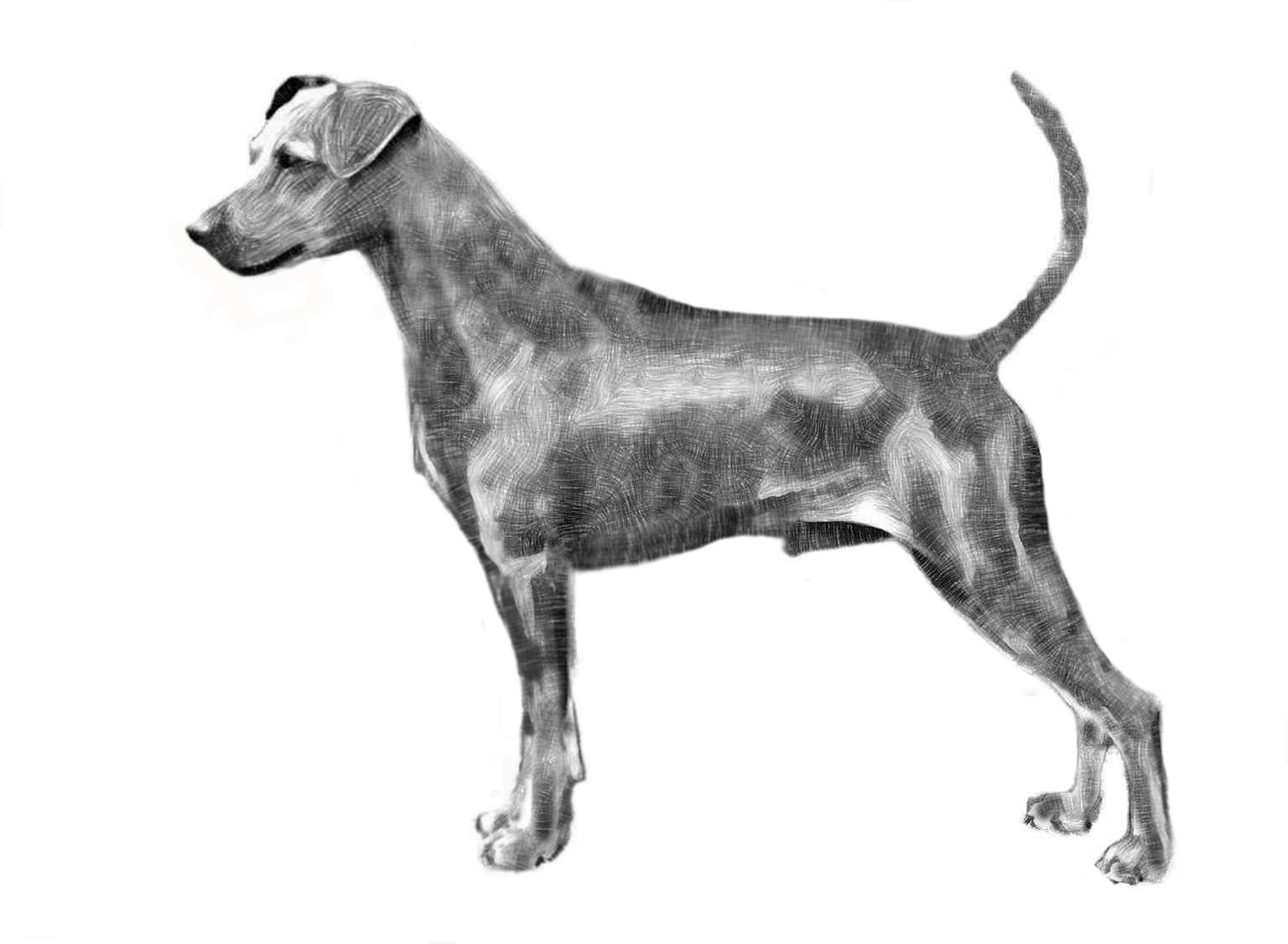 Dog Images
